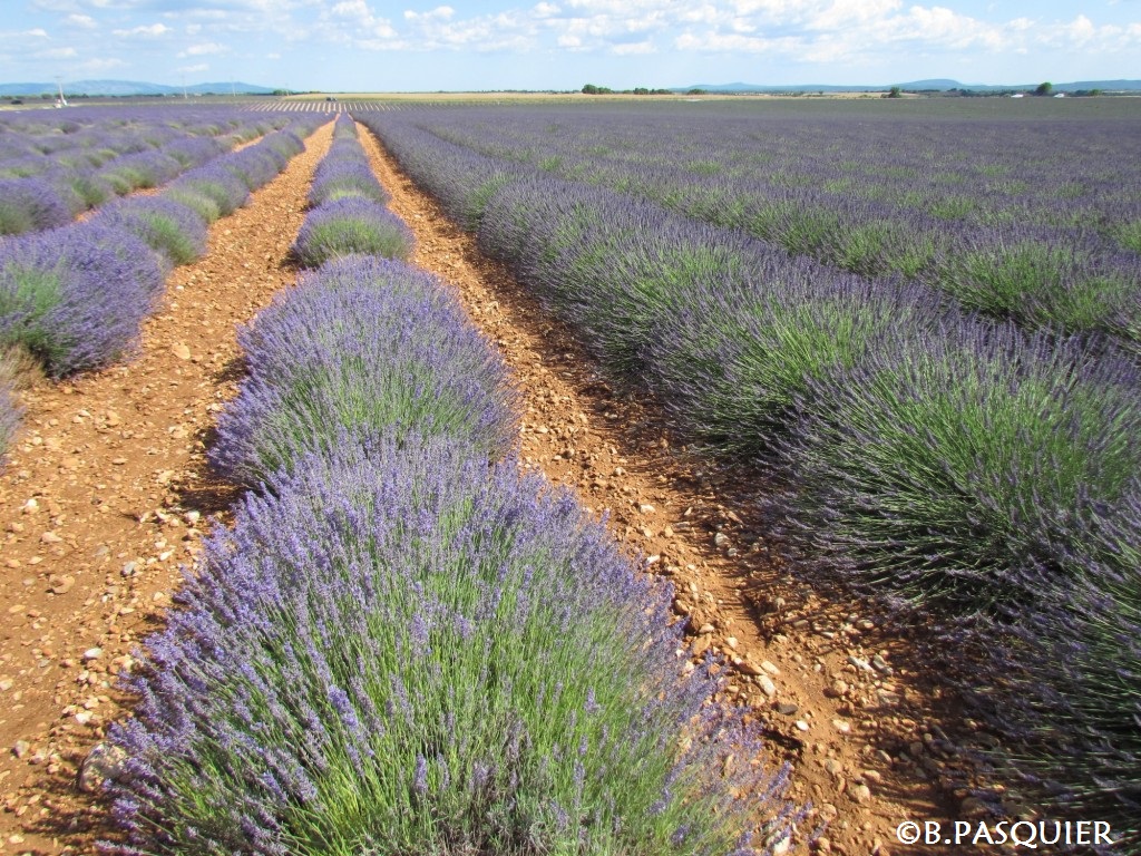 Lavandula-x-intermedia-COST-Plateau-Valensole-19-juin-14-B.-PASQUIER-26-1024x768