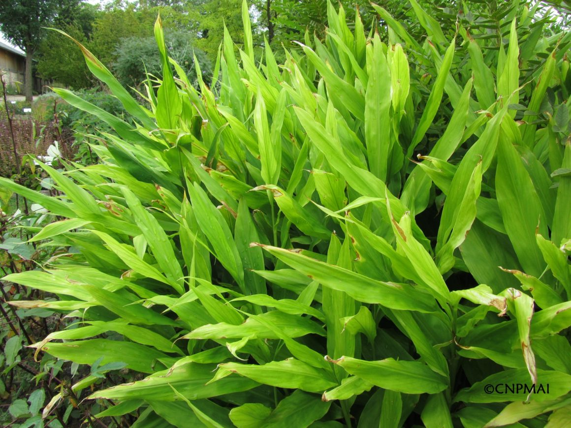 Le Gingembre japonais (Zingiber mioga), une aromatique rustique Conservatoire National des Plantes