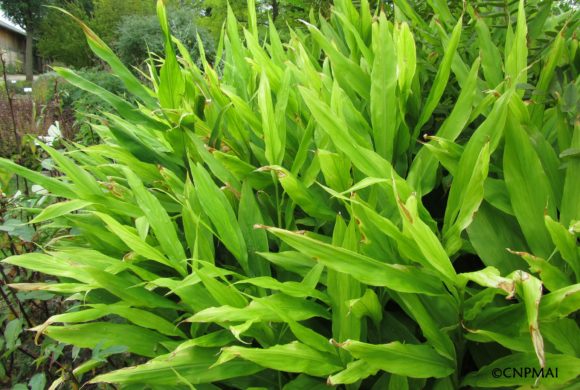 (Français) Le Gingembre japonais (Zingiber mioga), une aromatique rustique