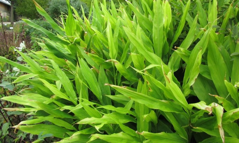 (Français) Le Gingembre japonais (Zingiber mioga), une aromatique rustique