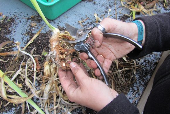 Division des espèces rhizomateuses