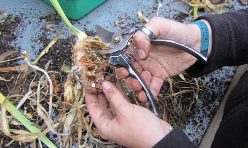 Division des espèces rhizomateuses