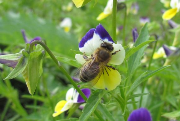 Nouveau : Stage « Initiation à l’apiculture et aux abeilles sauvages »