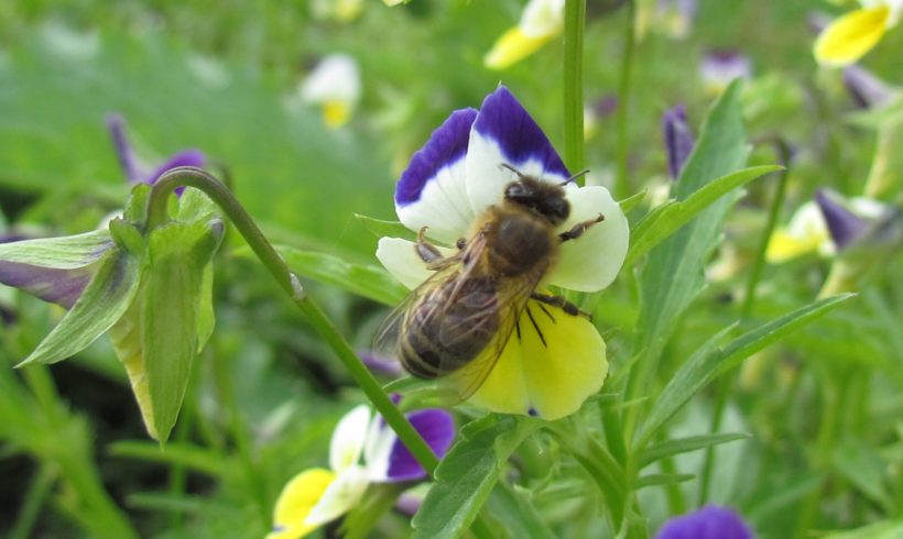 (Français) Réconcilier nature et agriculture