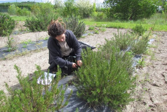 Offre d’emploi : Jardinier botaniste