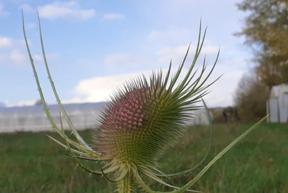 Climat : des bizarreries durant la saison 2019 !