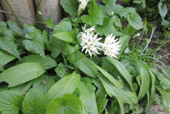 (Français) L’ANSES publie un aide-mémoire pour éviter les confusions entre plantes comestibles et plantes toxiques