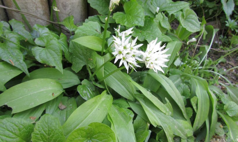 (Français) L’ANSES publie un aide-mémoire pour éviter les confusions entre plantes comestibles et plantes toxiques