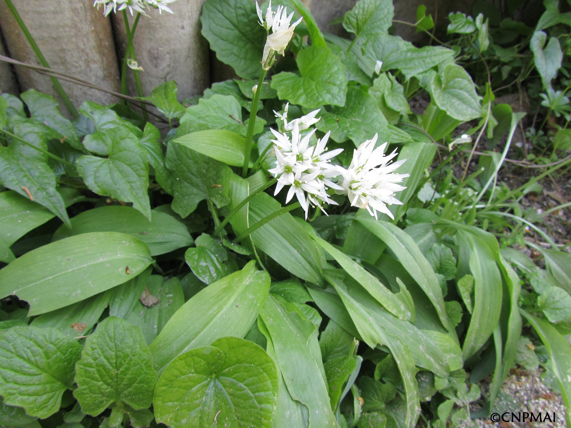 Ail des ours ( Allium ursinum)