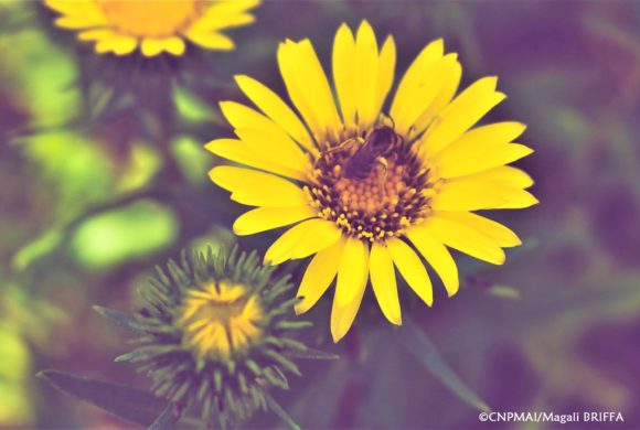 Le Grindélia (Grindelia robusta)