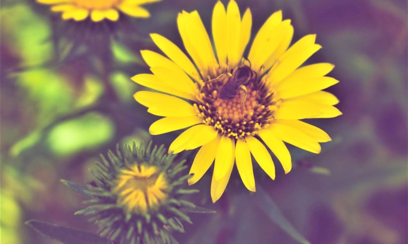 Le Grindélia (Grindelia robusta)