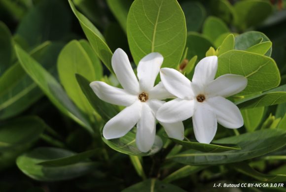 Le tiare tahiti, plante emblématique de Polynésie française