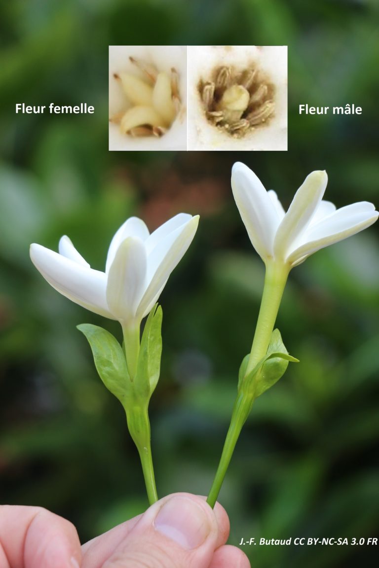 Figure 4 Fleurs mâles et fleurs femelles. - Conservatoire National des ...
