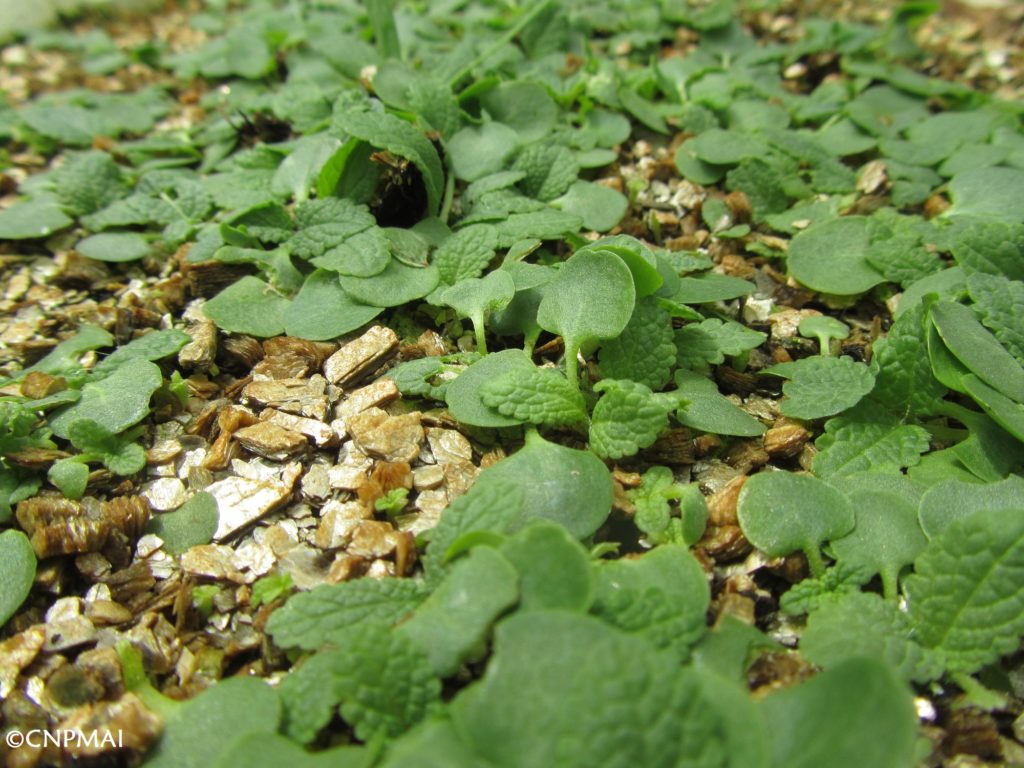 levée de semis de Salvia pratensis (sauge des prés) pour une production labellisée « Végétal local » - CNPMAI 2020