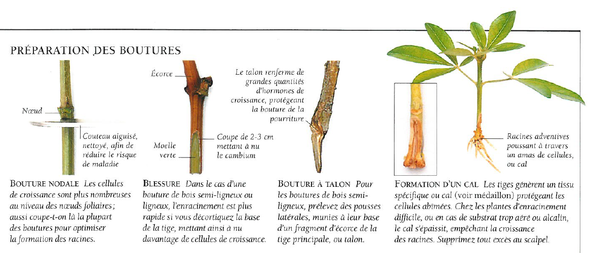 Le bouturage : comment ça marche ? - Conservatoire National des Plantes