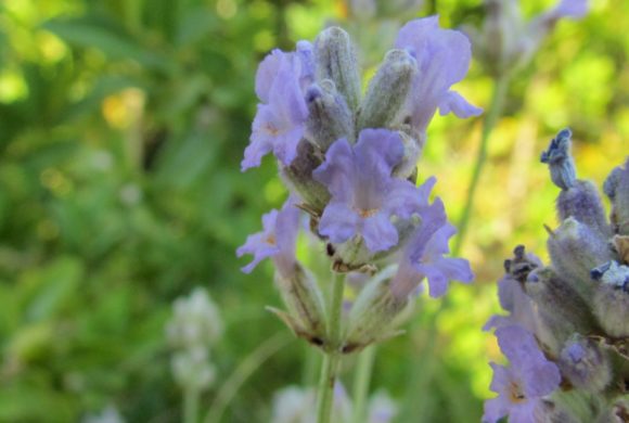 Esymposium : La lavande, études phytochimiques, pharmacologiques et cliniques