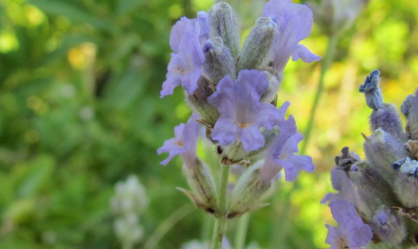 Esymposium : La lavande, études phytochimiques, pharmacologiques et cliniques