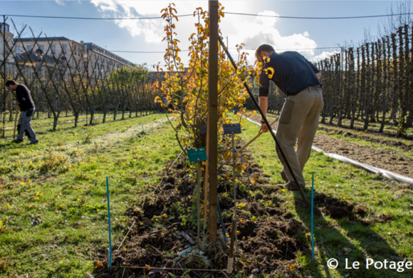 « Mon potager, c’est le Potager du Roi »