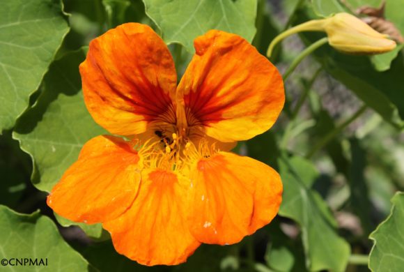 (Français) Les fleurs de la terre à l’assiette