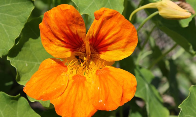 (Français) Les fleurs de la terre à l’assiette