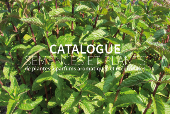 Production de semences et plants