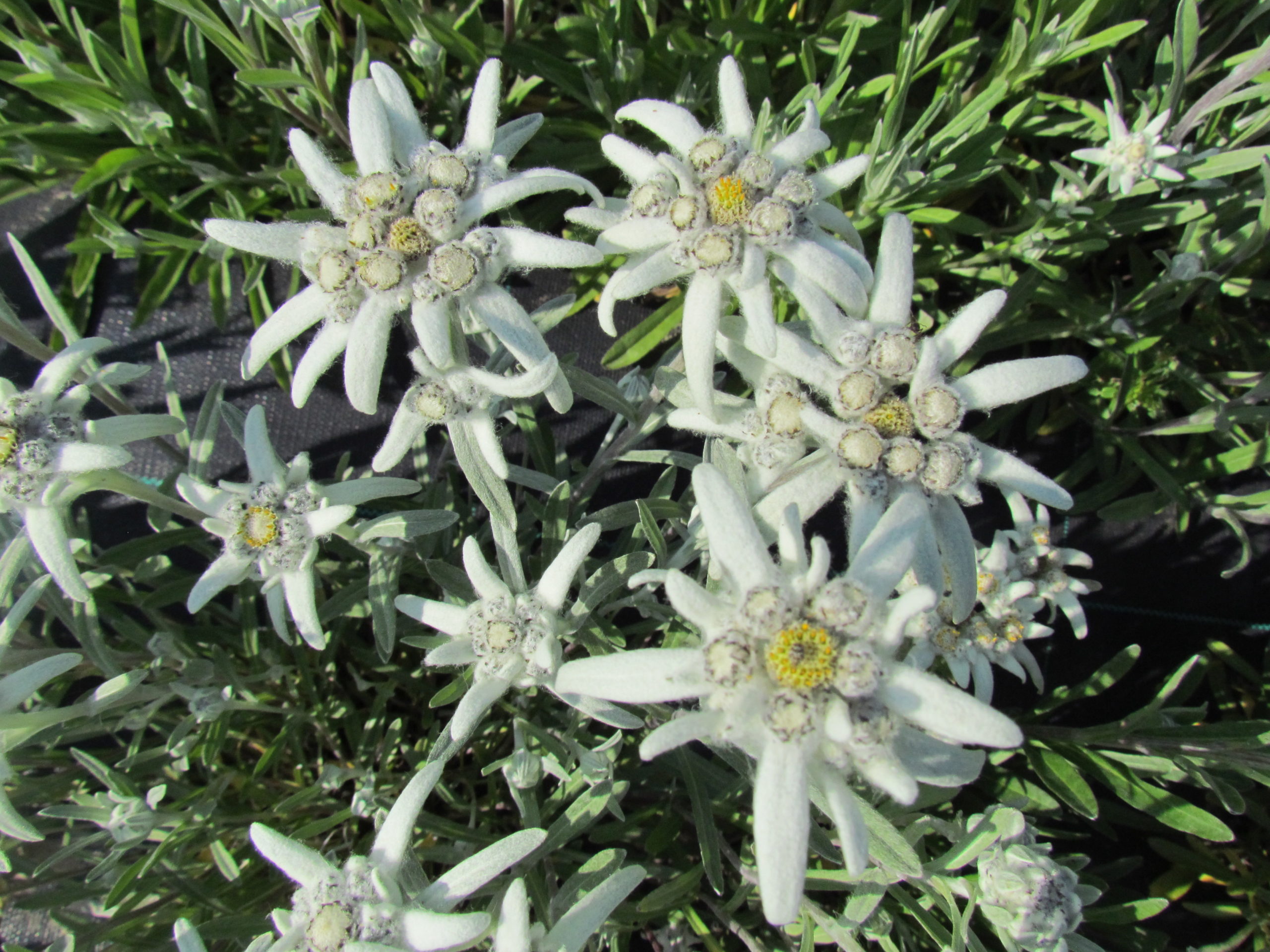 L'Edelweiss - Leontopodium nivale - La Mélodie du Bonheur – Robert Wise -  Conservatoire National des Plantes