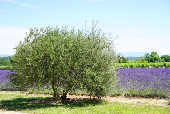 La culture de PPAM en agroforesterie