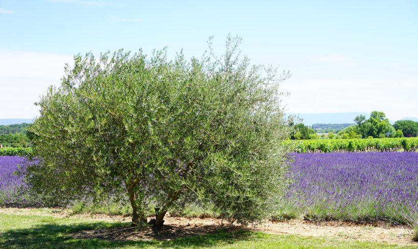 La culture de PPAM en agroforesterie