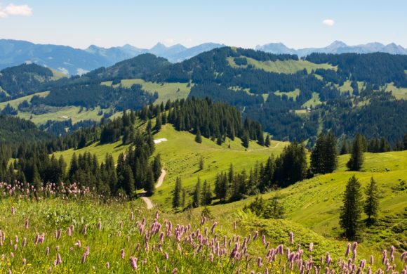 (Français) Analyse de la chaîne de valeur de la filière PPAM dans l’espace alpin