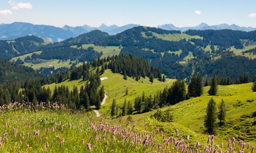 (Français) Analyse de la chaîne de valeur de la filière PPAM dans l’espace alpin