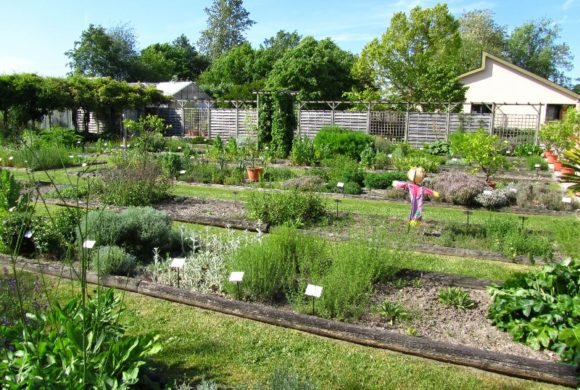 (Français) Pour préserver la biodiversité des espèces cultivées : naissance d’un Fonds de dotation