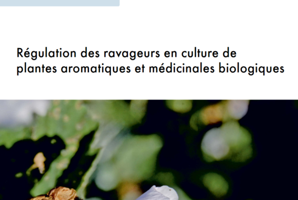 (Français) Régulation des ravageurs en PAM bio : fiche technique