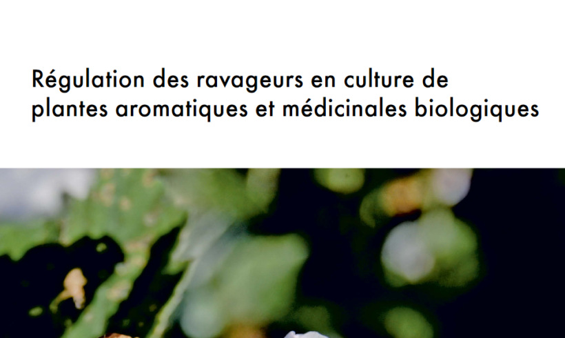 (Français) Régulation des ravageurs en PAM bio : fiche technique