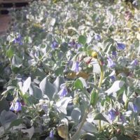 Plante huître - Mertensia maritima