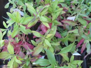 Saponaire (Saponaria officinalis) en pépinière de vente