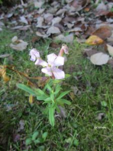 Saponaire en fleur