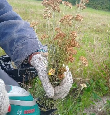 La récolte des semences d’immortelle d’Italie en photo