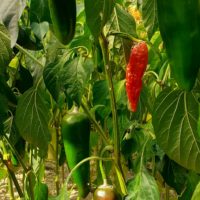 Piment d'Espelette - Capsicum annum