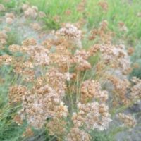 Helichrysum italicum en graine