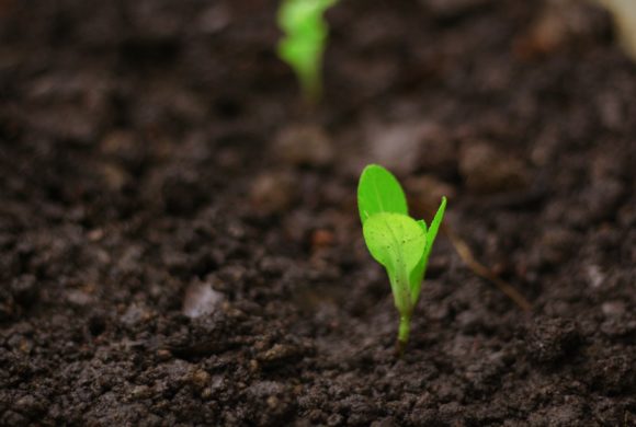 Le vocabulaire et les concepts de l’agronomie et de l’agroécologie