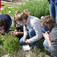 Identification des plantes dans le jardin