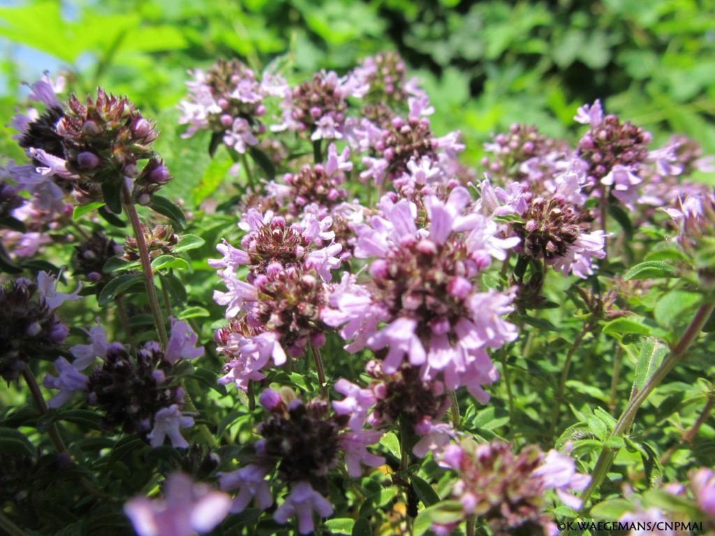 Thymus serpyllum ©K.Waegemans/CNPMAI