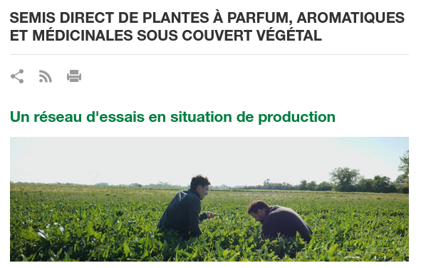 (Français) Semis direct de PPAM sous couvert végétal