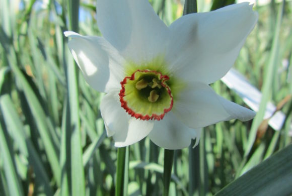 Focus sur la Narcisse des poètes (Narcissus poeticus)