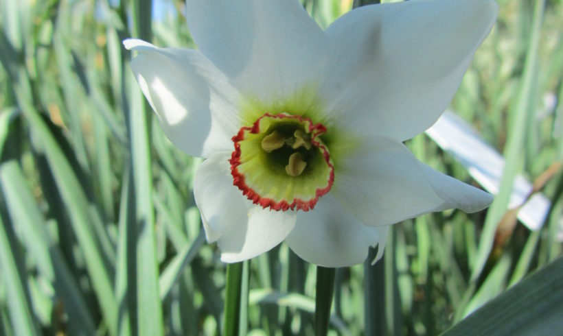 Focus sur la Narcisse des poètes (Narcissus poeticus)