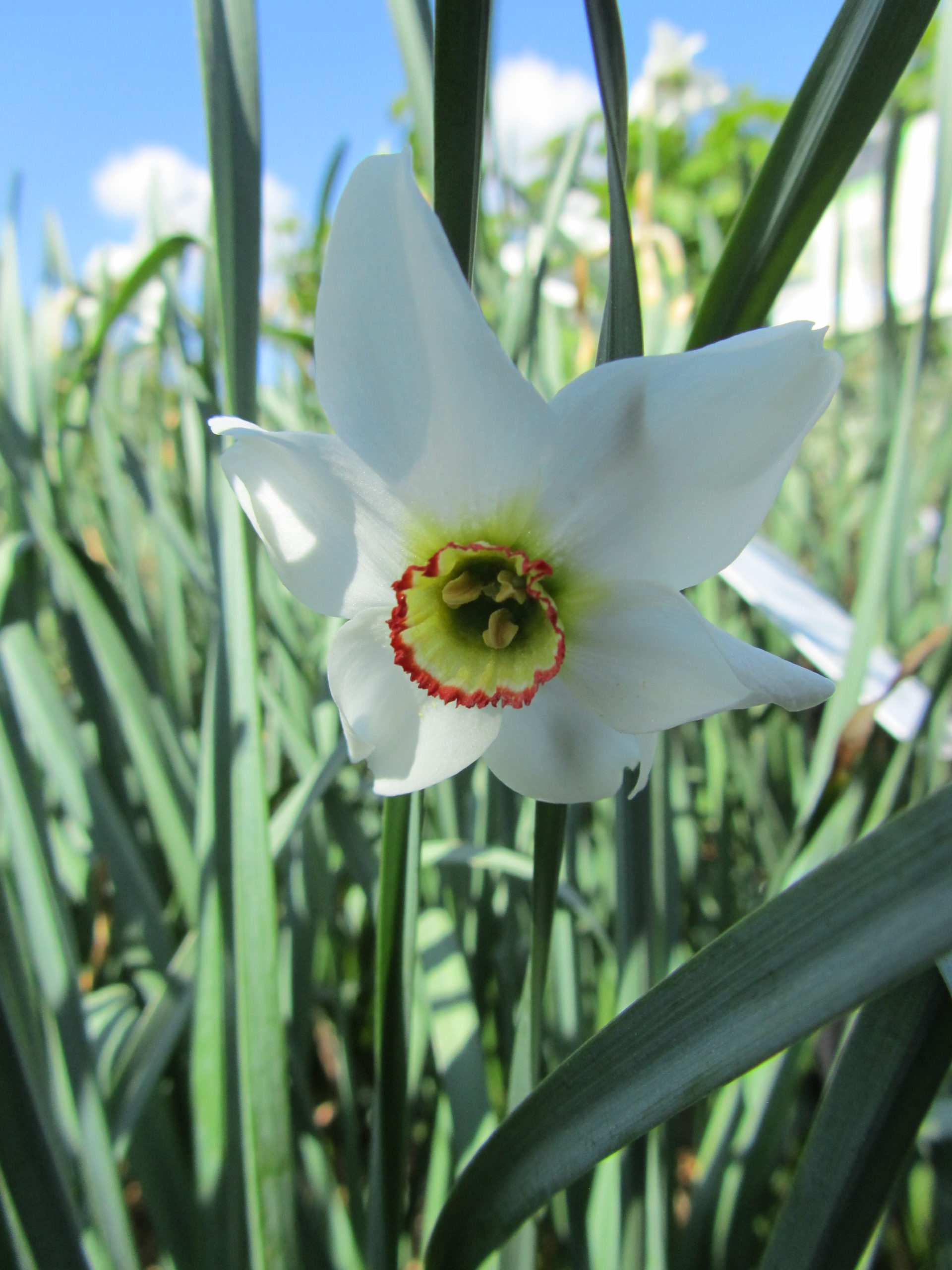 Focus sur la Narcisse des poètes (Narcissus poeticus) - Conservatoire  National des Plantes