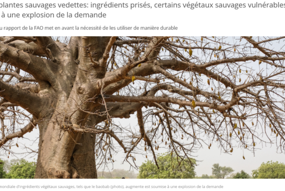 (Français) Rapport de la FAO sur la vulnérabilité de certaines plantes sauvages utilisées en tant qu’ingrédients