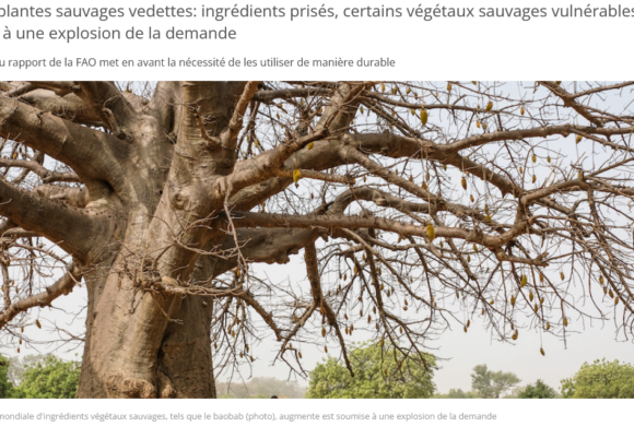 Rapport de la FAO sur la vulnérabilité de certaines plantes sauvages utilisées en tant qu’ingrédients