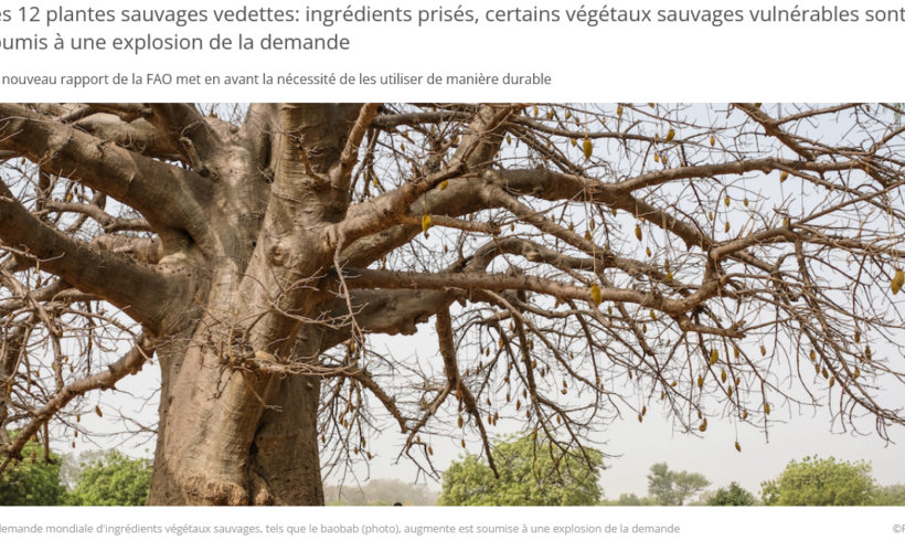 Rapport de la FAO sur la vulnérabilité de certaines plantes sauvages utilisées en tant qu’ingrédients