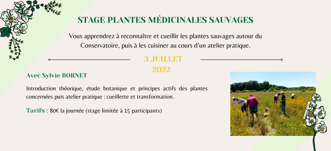 Banderole Web – Stage Plantes Médicinales Sauvages